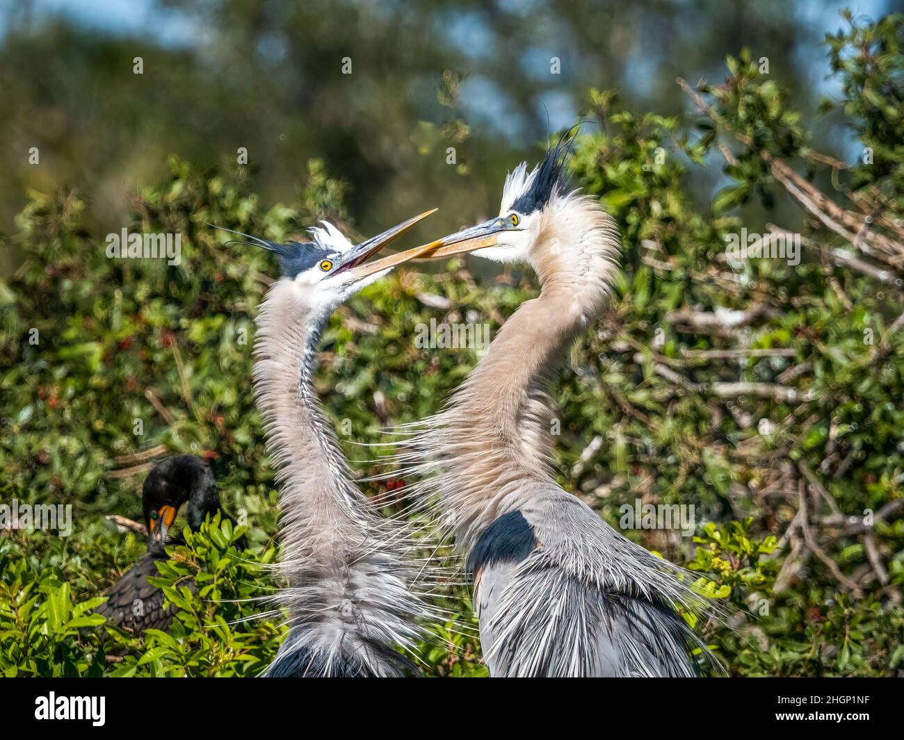Zwei große Blaureiher interagieren miteinander in der Vogelfabrik Venice Audubon in venice Florida USA Stockfoto