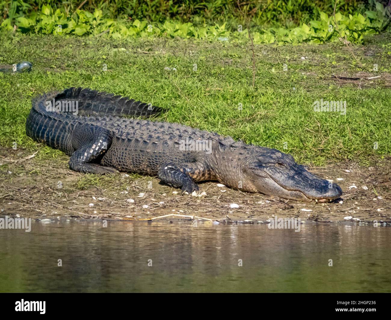 American Alligator entlang des Myakka River im Myakka River State Park in der US-amerikanischen Stadt Stockfoto