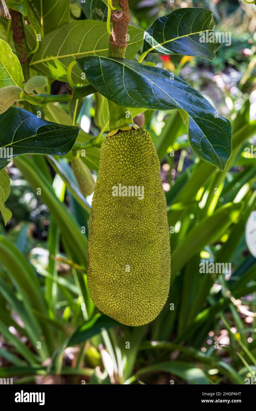 Jack Fruit Artocarpus heterophyllus grownig auf einem Baum im botanischen Garten von Puerto de la Cruz, Teneriffa, Spanien Stockfoto
