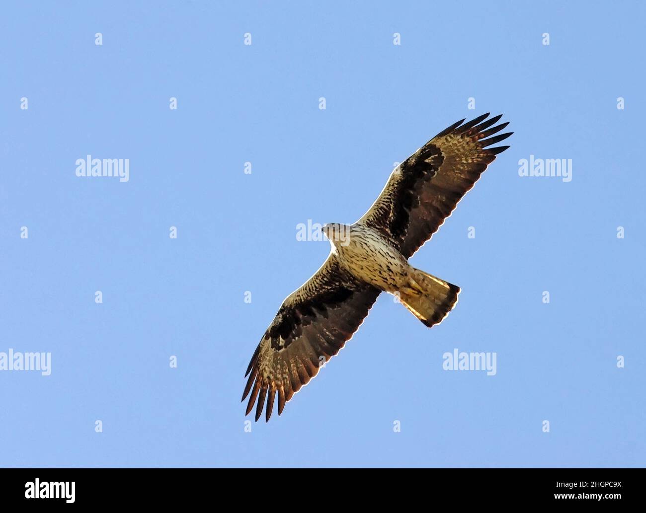 Der Adler von Bonelli (Aquila fasciata) fliegt Stockfoto