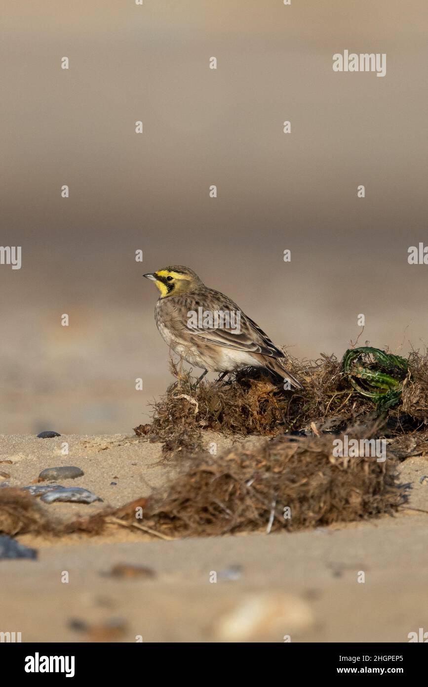 Shorelark (Eremophila alpestris) Kessingland Suffolk GB Großbritannien Januar 2022 Stockfoto