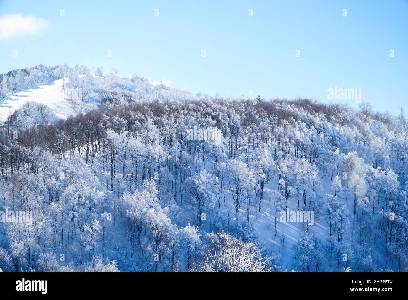 Verschneite Bäume in verschneiten Bergen. Majestätischer Blick auf die Berge mit verschneiten Bäumen. Blick auf den Berggipfel. Dramatische Berglandschaft. Schneeszene. Stockfoto