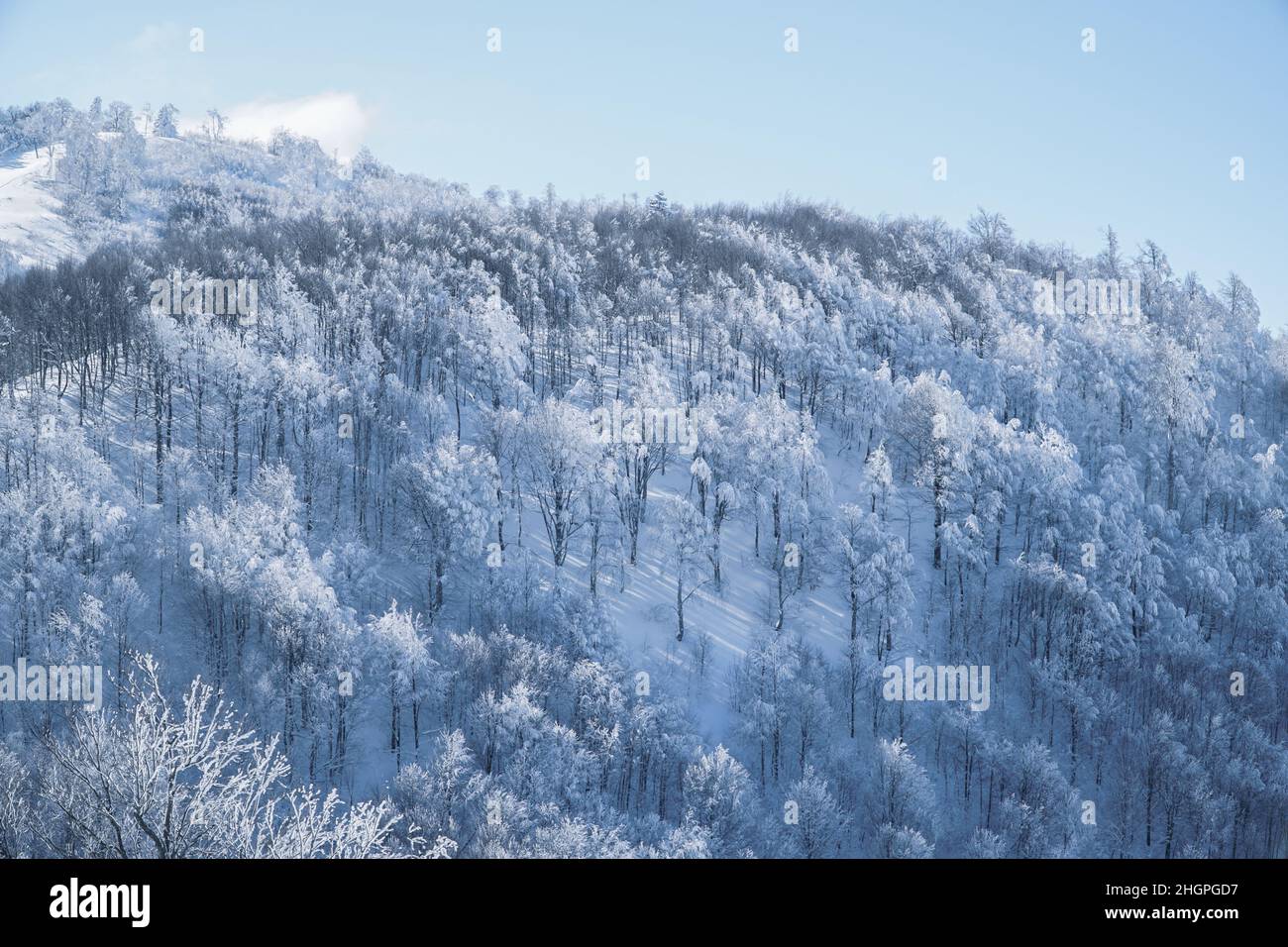 Verschneite Bäume in verschneiten Bergen. Majestätischer Blick auf die Berge mit verschneiten Bäumen. Blick auf den Berggipfel. Dramatische Berglandschaft. Schneeszene. Stockfoto