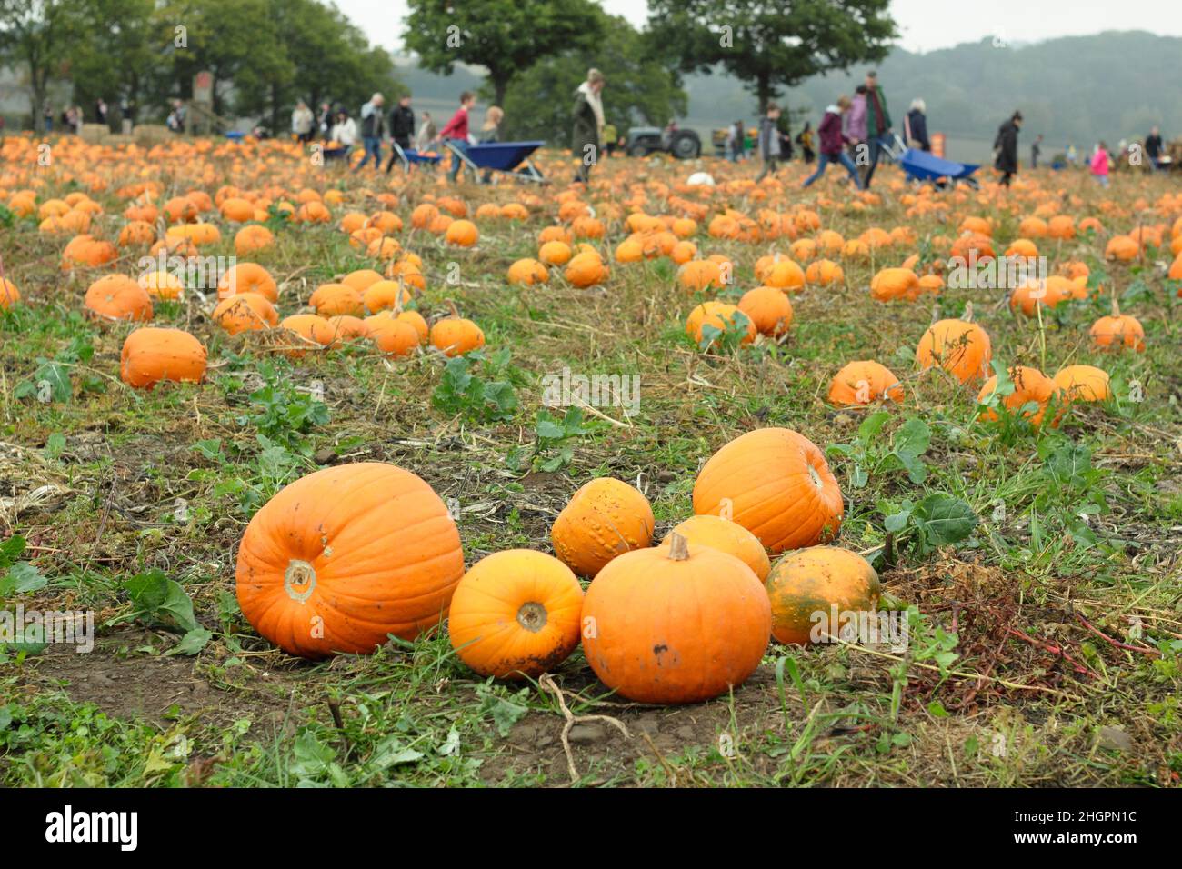 Kürbispflaster. Die Öffentlichkeit besucht eine Kürbisfarm, um ihre eigenen Früchte für Halloween-Feiern im Oktober zu pflücken. VEREINIGTES KÖNIGREICH Stockfoto