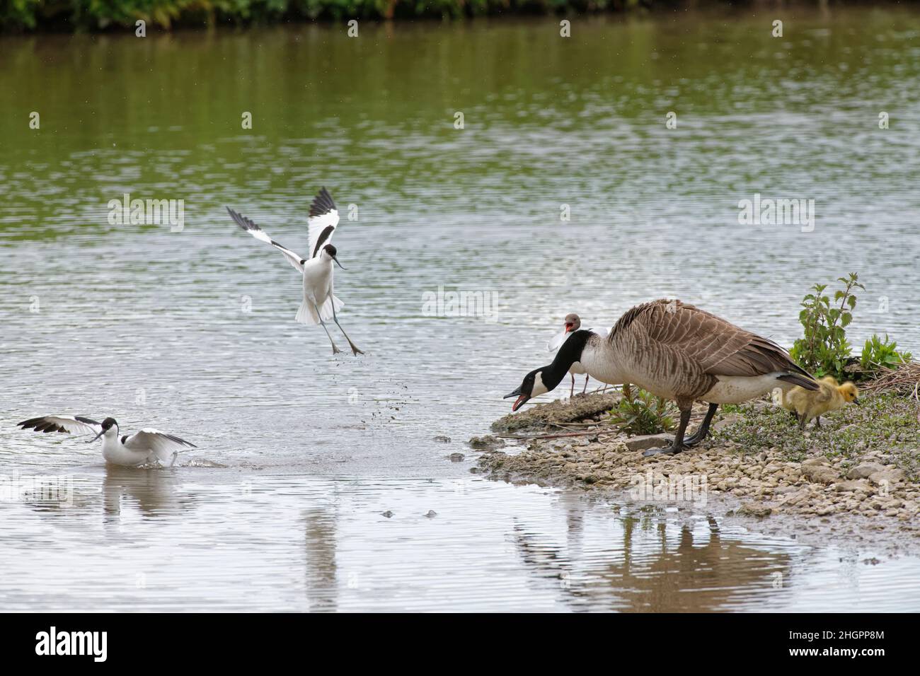 Pied Avocet (Recurvirostra avosetta) Paar ruft an und nähert sich aggressiv, um eine Kanadagans (Anser canadensis) Familie von ihrem Nestplatz abzustoßen. Stockfoto