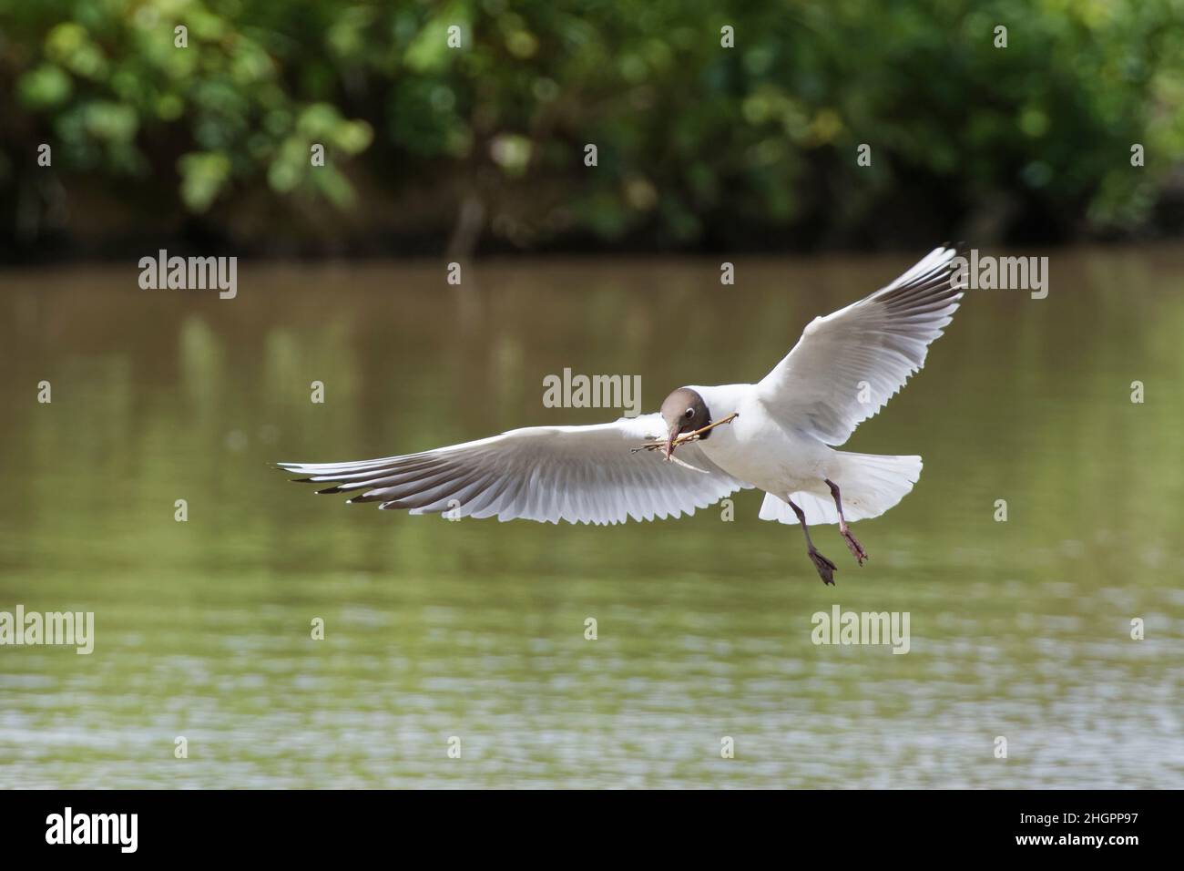 Schwarzkopfmöwe (Chroicocephalus ridibundus), die an ihrem Nestplatz an einem Seeufer mit einem Paket von Stäbchen im Schnabel fliegt, Gloucestershire, Großbritannien, Mai. Stockfoto