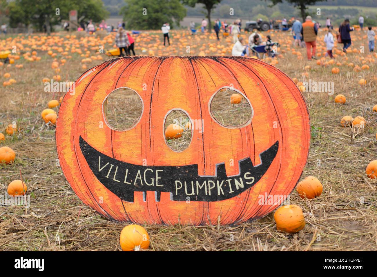Kürbispflaster. Die Öffentlichkeit besucht eine Kürbisfarm, um ihre eigenen Früchte für Halloween-Feiern im Oktober zu pflücken. VEREINIGTES KÖNIGREICH Stockfoto