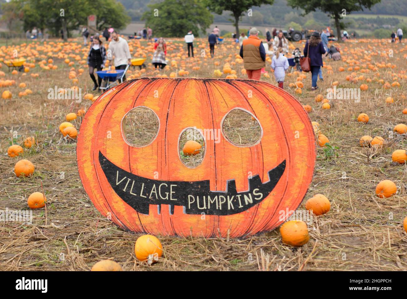 Kürbispflaster. Die Öffentlichkeit besucht eine Kürbisfarm, um ihre eigenen Früchte für Halloween-Feiern im Oktober zu pflücken. VEREINIGTES KÖNIGREICH Stockfoto