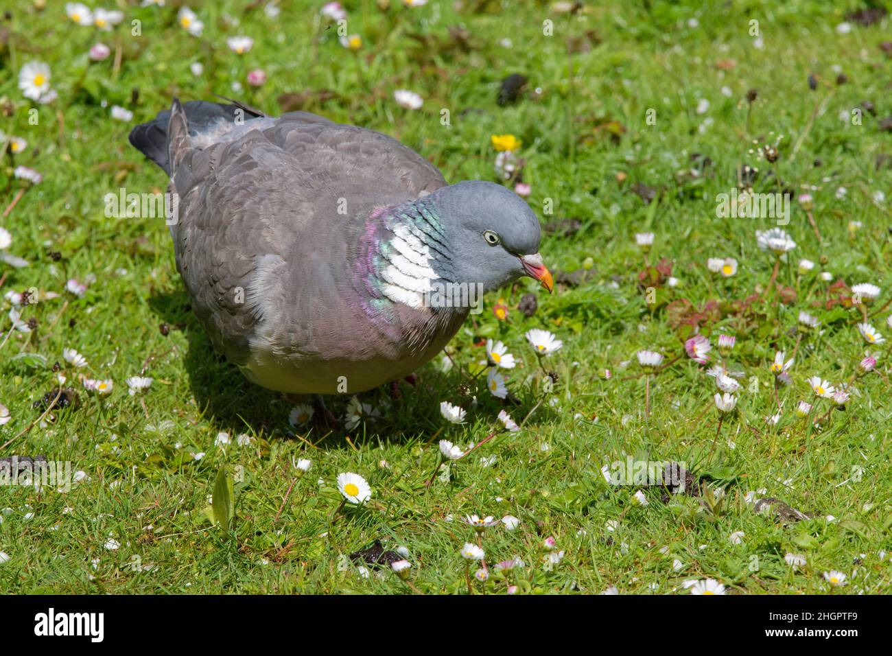 Waldtaube (Columba palumbus) auf Grasland mit Gänseblümchen (Bellis perennis), Gloucestershire, Großbritannien, Mai. Stockfoto