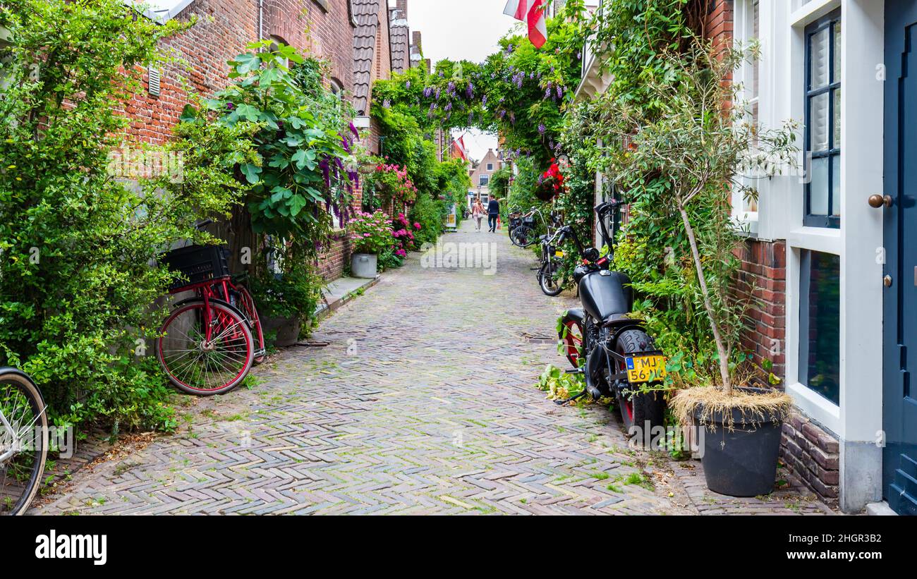 Alkmaar, Niederlande - 23. Juli 2021: Städtische Begrünung mit vielen Pflanzen und Blumen auf der Straße in Alkmaar in Nord-Holland in den Netehrlands Stockfoto
