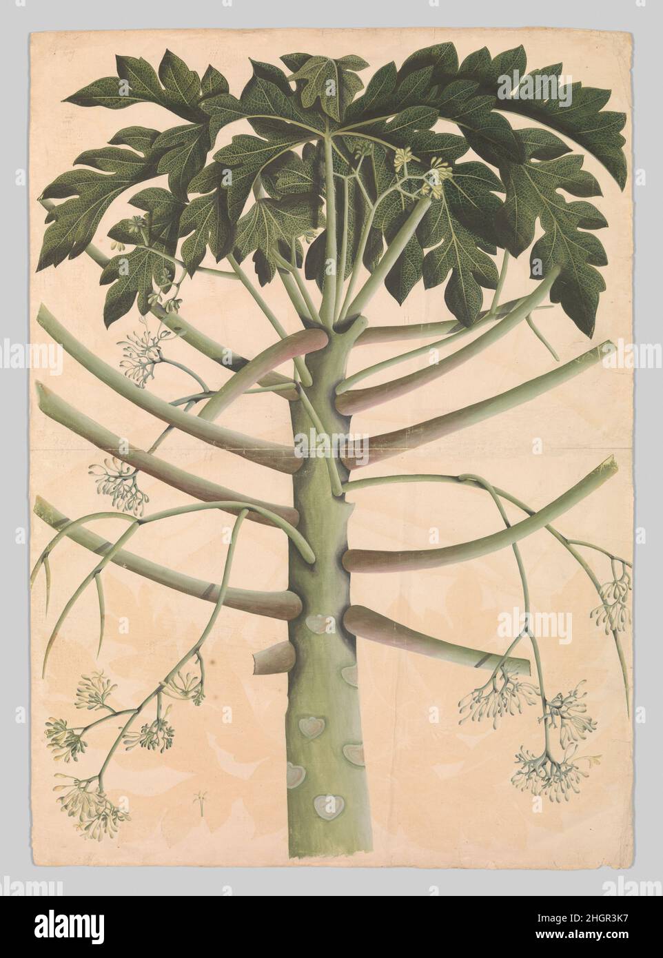 Männlicher Papaya-Baum ca. 1790–1800 die Wälder Indiens, einige der reichsten Ressourcen der britischen Kolonien, trugen dazu bei, das Interesse an der Erforschung der Naturgeschichte und des wissenschaftlichen Sammelns zu erhöhen, unter anderem bei indischen Künstlern, die für britische Förderer arbeiteten. Dieses Werk stammt aus dem Album von Major James Nathanial Rind (d. 1814), einem Kolonialoffizier, der bekanntermaßen ein großes Interesse an Flora und Fauna hatte. Im Jahr 1778 in den Dienst der bengalischen Marine gestellt, wechselte Rind später zum Regiment 18th der bengalischen Indianerinfanterie. Zwischen 1785 und 1789 war er in Kalkutta und gehörte zu den Offizieren invo Stockfoto