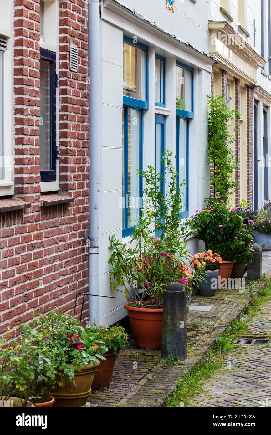 Urbane Begrünung mit vielen Pflanzen und Blumen auf der Straße in Alkmaar in Nord-Holland in den Netehrlands Stockfoto