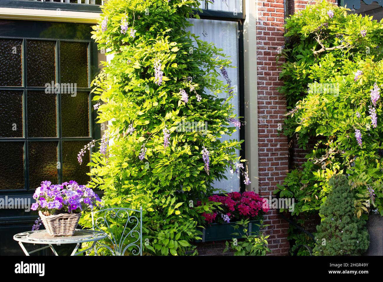 Urbane Begrünung mit vielen Pflanzen und Blumen auf der Straße in Alkmaar in Nord-Holland in den Netehrlands Stockfoto