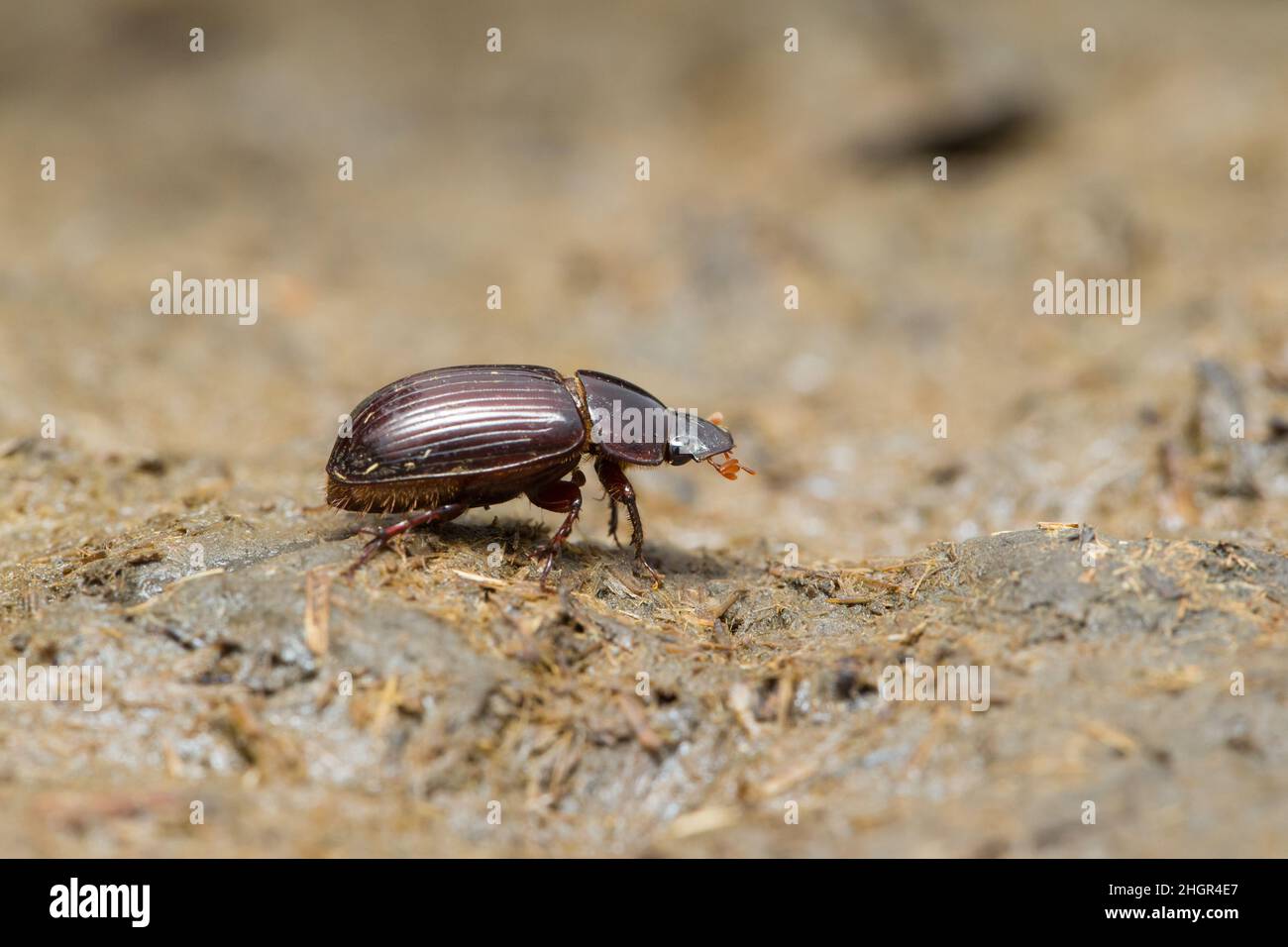 Nachtfliegender Mistkäfer (Acrossus rufipes) Stockfoto