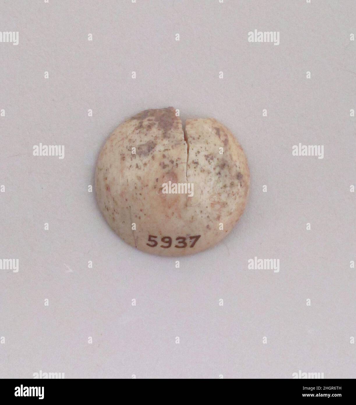 Spindelwirbel Spindelwirbel Knochen Stockfoto