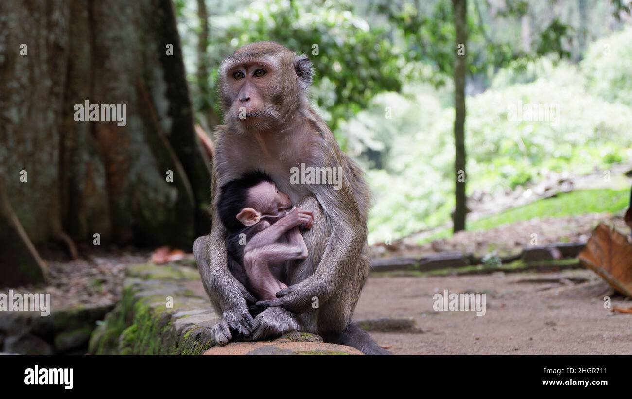 Affen in den Dschungel Stockfoto