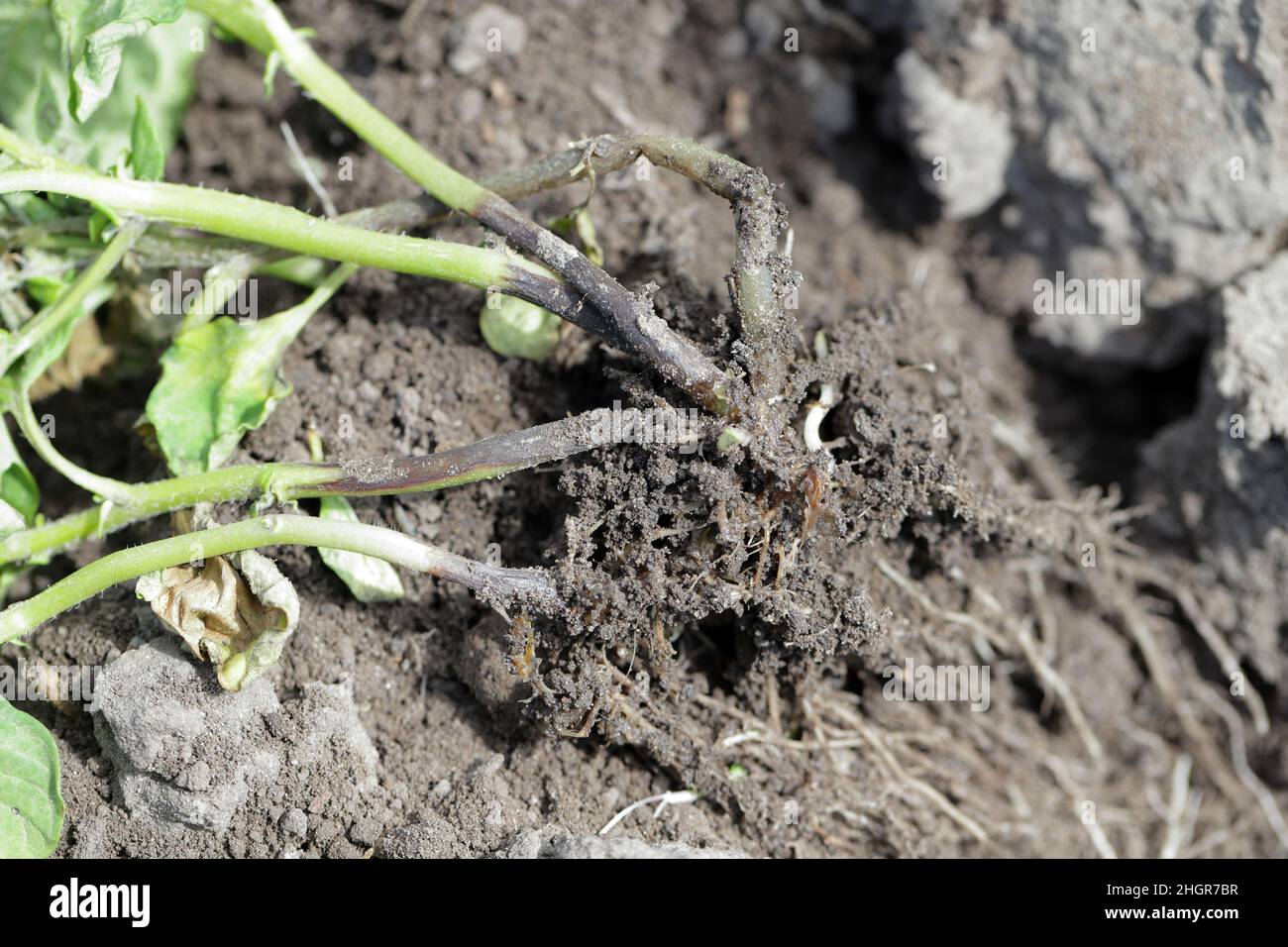 Kartoffelpflanze, die durch Pathogene durch die Kartoffelblackenkrankheit stark befallen ist: Bakterien Pectobacterium atropepticum, Carotovorum und Dikkeya. Stockfoto