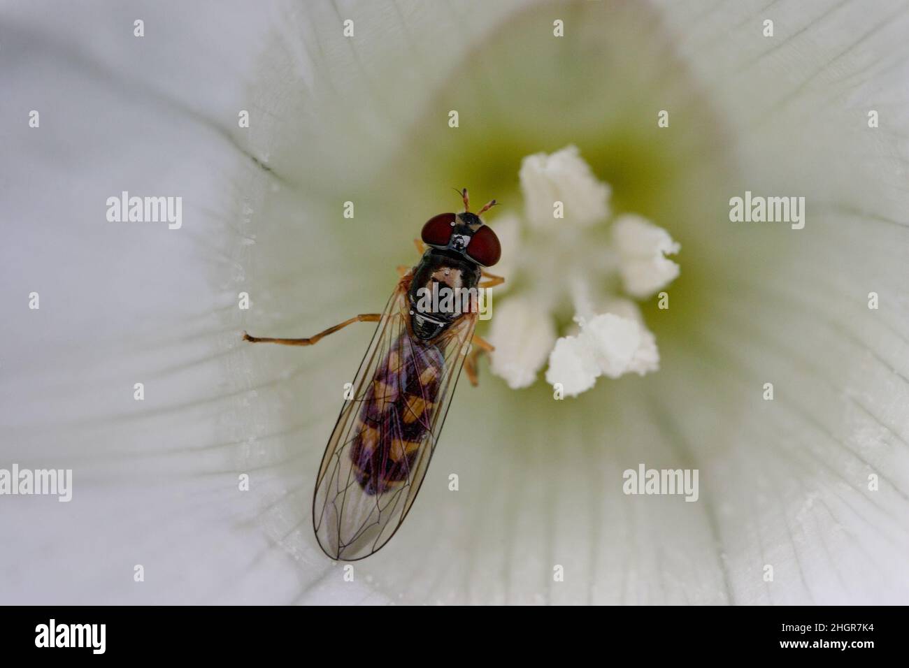 Weiße Tiefe. Eine Schwebefliege sitzt in der weißen Blume eines Wetchs. Stockfoto