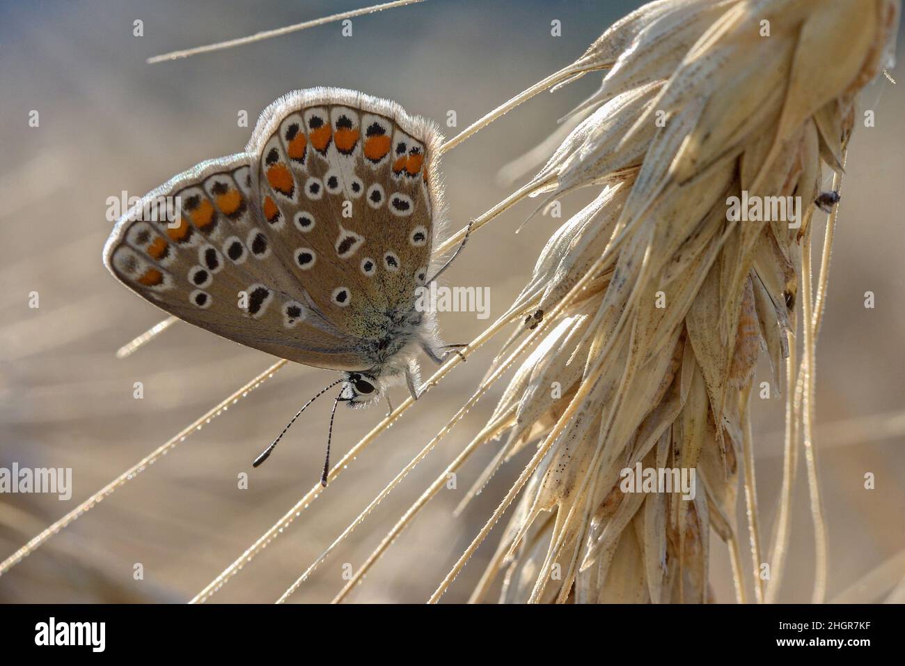 In den Strahlen der Morgensonne sitzt ein gewöhnlicher blauer Schmetterling auf einem Weizenohr, um sich aufzuwärmen. Stockfoto
