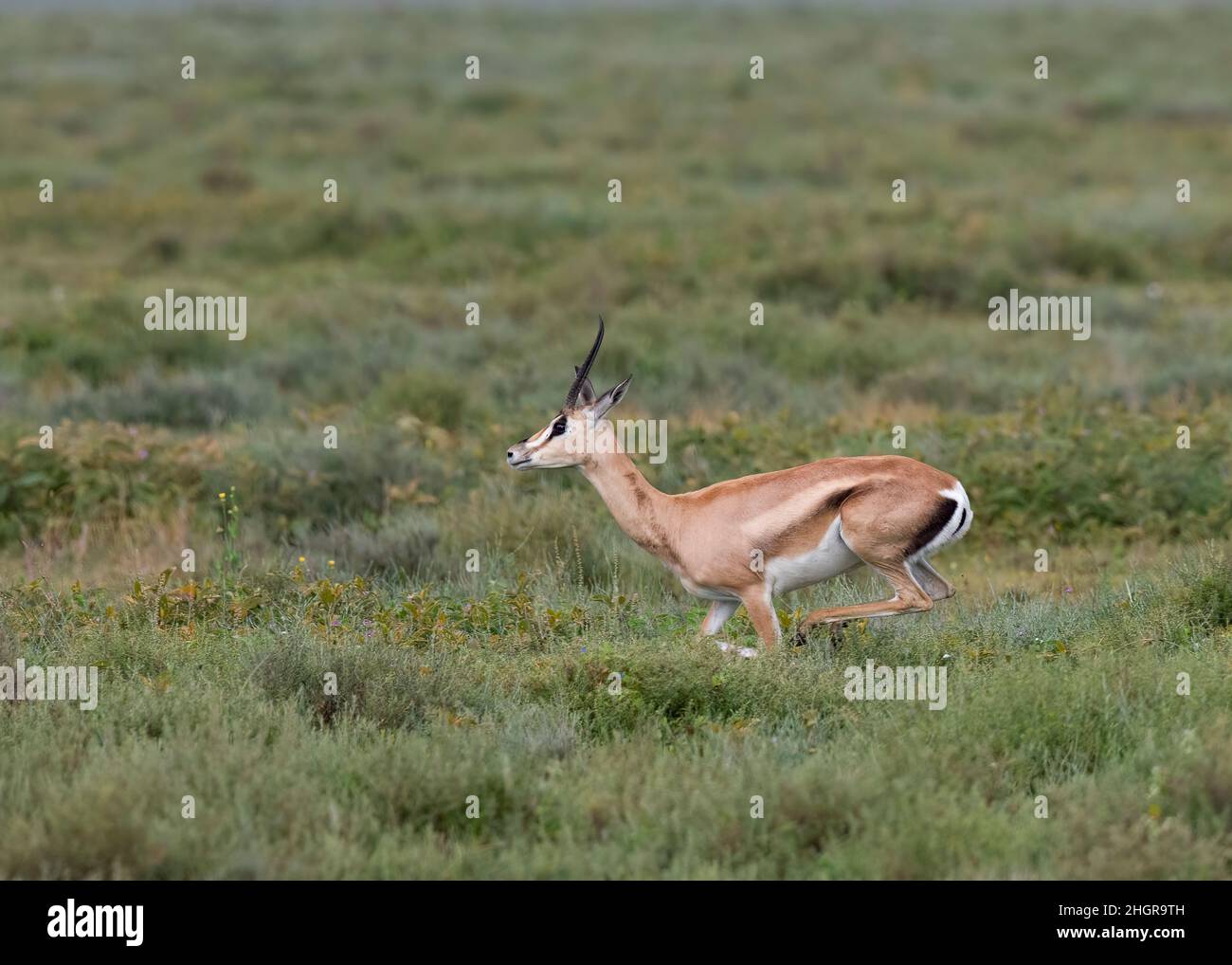 Grants Gazelle (Nanger granti), die durch ein Feld läuft, Ngorongoro Krater, Ngorongoro Conservation Area; Tansania; Afrika Stockfoto