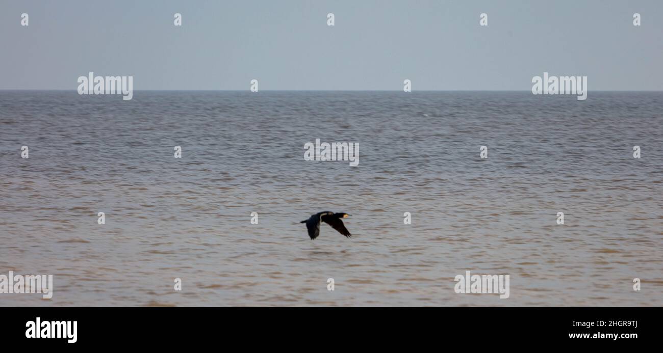 Ein Kormoran, der bei Suffolk über das Meer fliegt Stockfoto