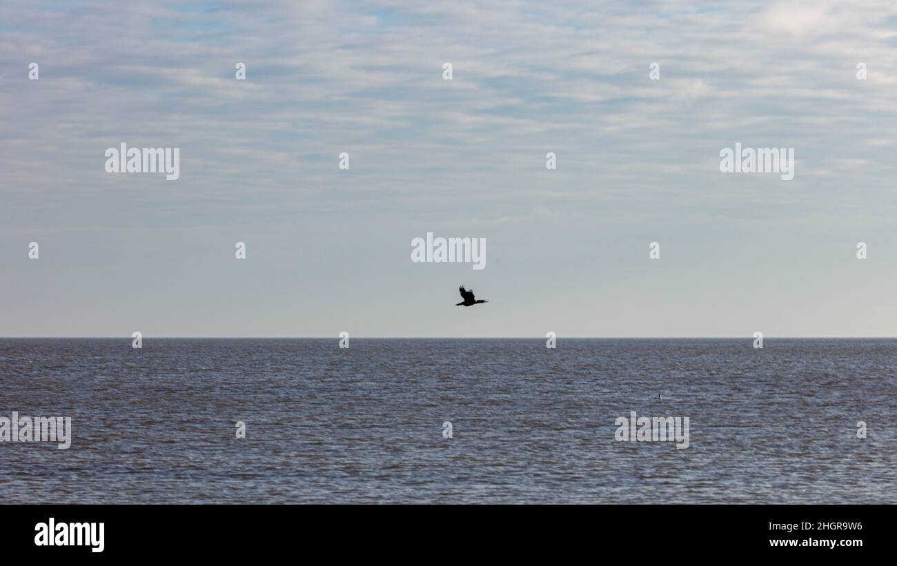Ein Kormoran, der bei Suffolk über das Meer fliegt Stockfoto