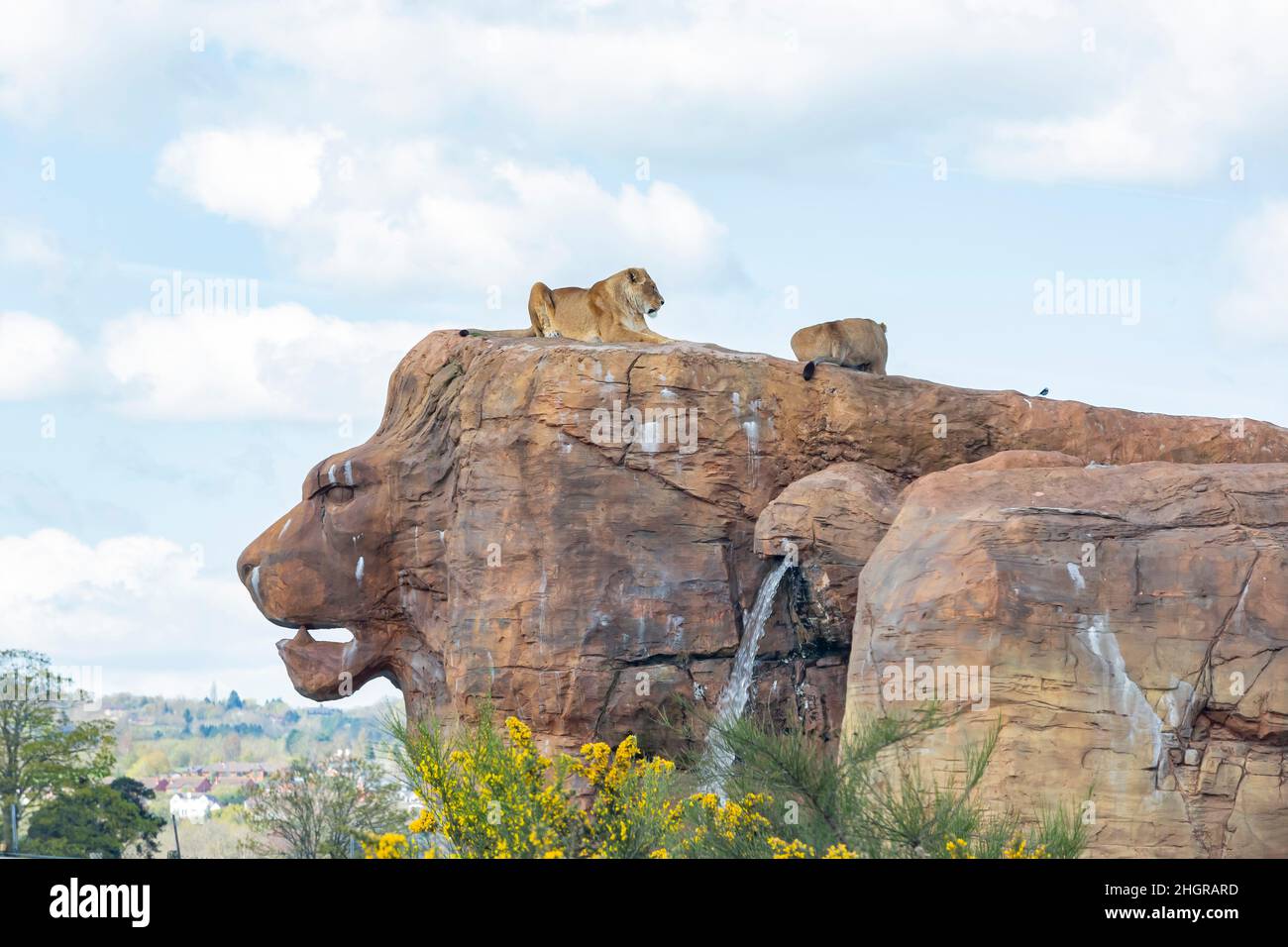 Nahaufnahme von Lion im wunderschönen West Midland Safari Park in Spring Grove, Großbritannien Stockfoto