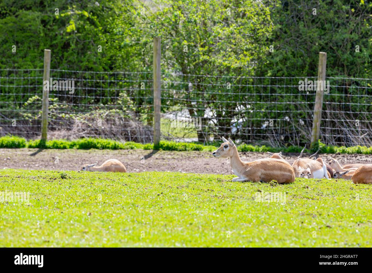 Nahaufnahme des wunderschönen persischen Farllow-Hirschen im wunderschönen West Midland Safari Park in Spring Grove, Großbritannien Stockfoto