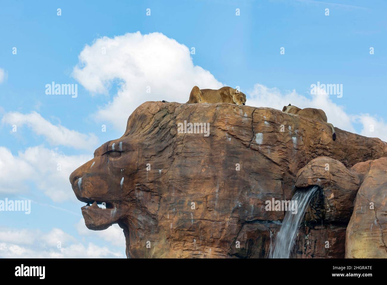 Nahaufnahme von Lion im wunderschönen West Midland Safari Park in Spring Grove, Großbritannien Stockfoto