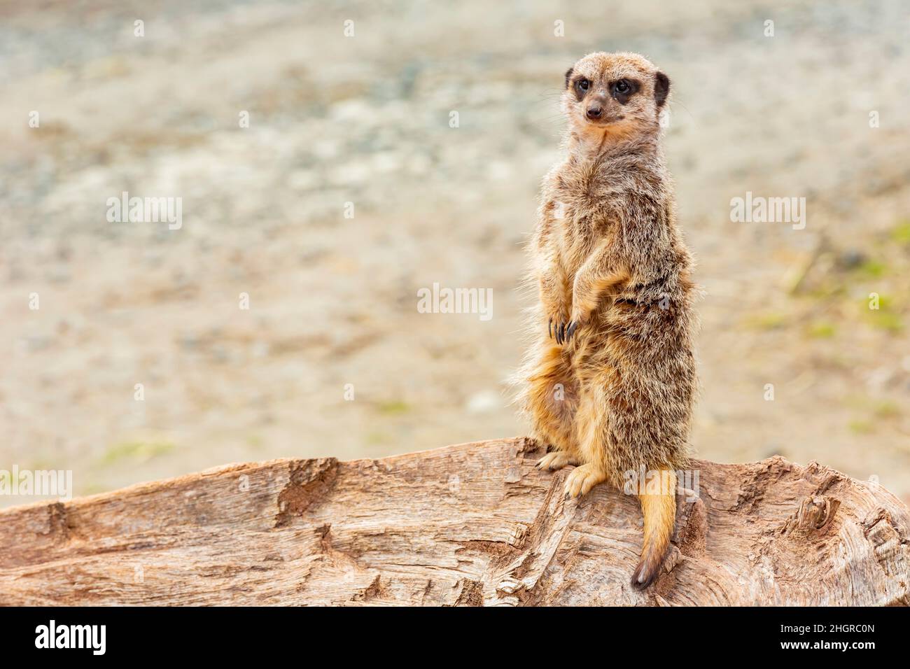 Nahaufnahme des niedlichen Meerkat im wunderschönen West Midland Safari Park in Spring Grove, Großbritannien Stockfoto