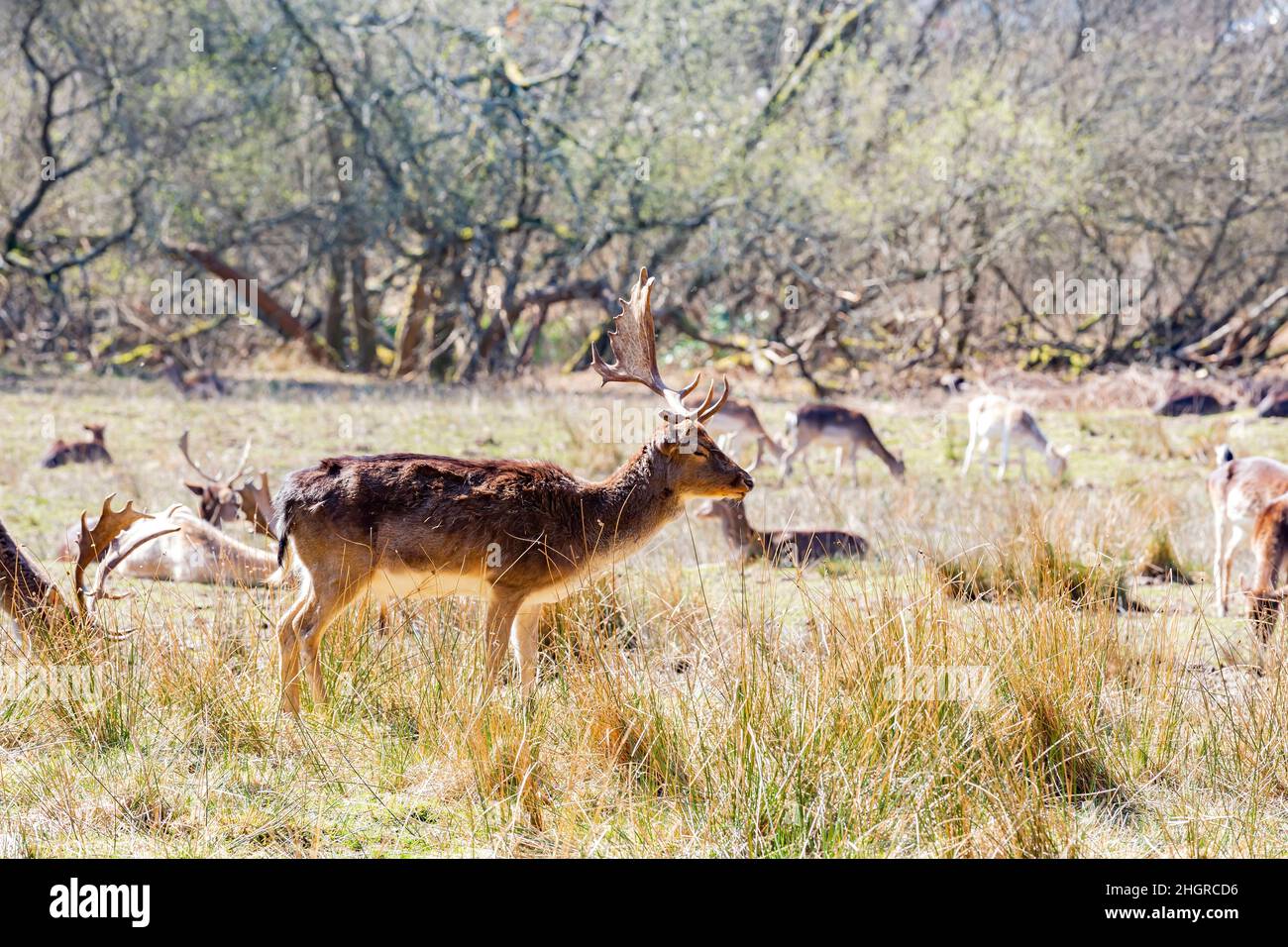 Nahaufnahme von Wildtieren im New Forest National Park in Großbritannien Stockfoto