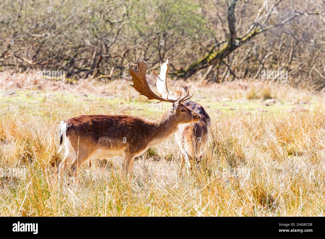 Nahaufnahme von Wildtieren im New Forest National Park in Großbritannien Stockfoto