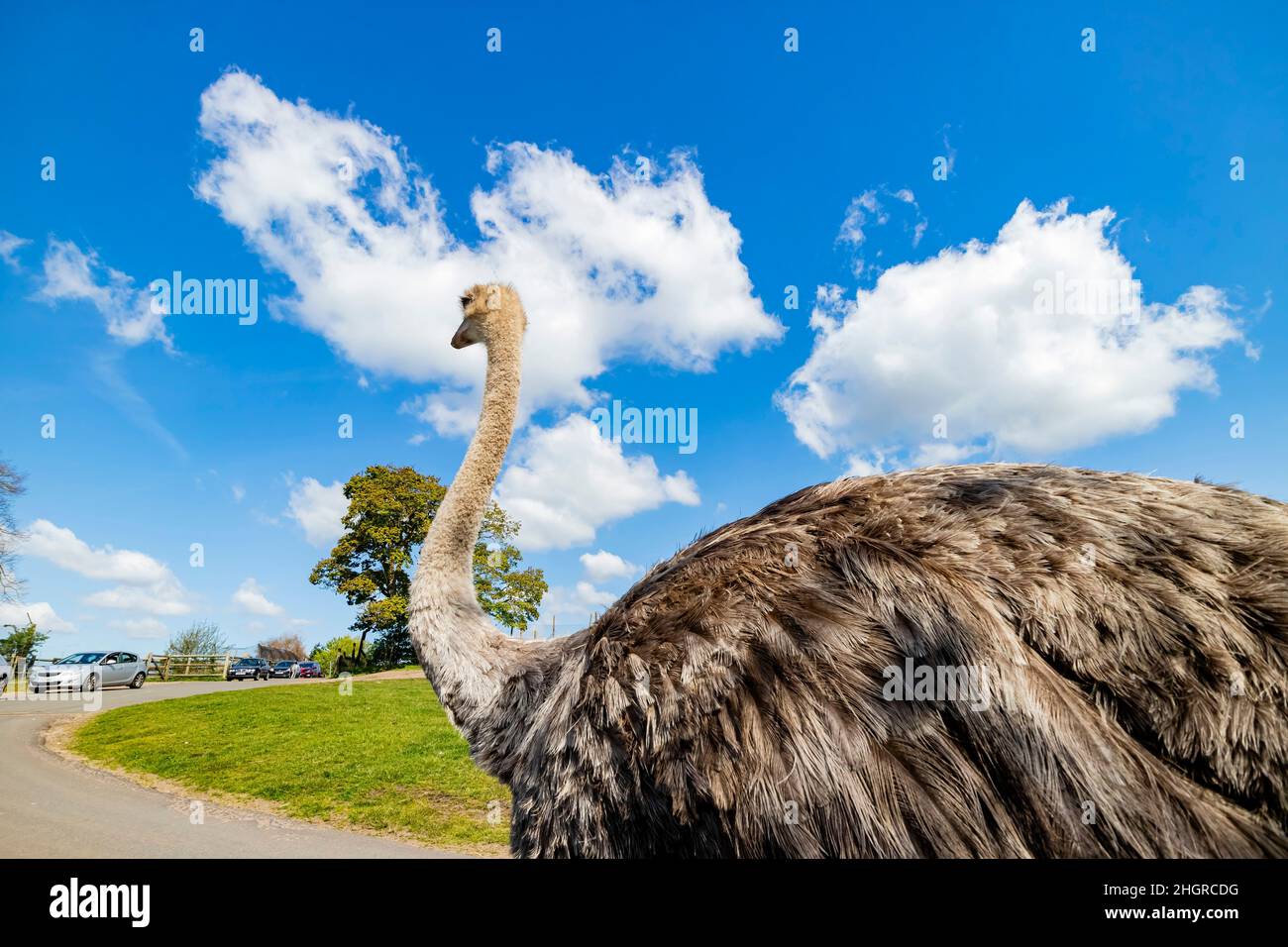 Straußenspaziergängen im wunderschönen West Midland Safari Park in Großbritannien Stockfoto
