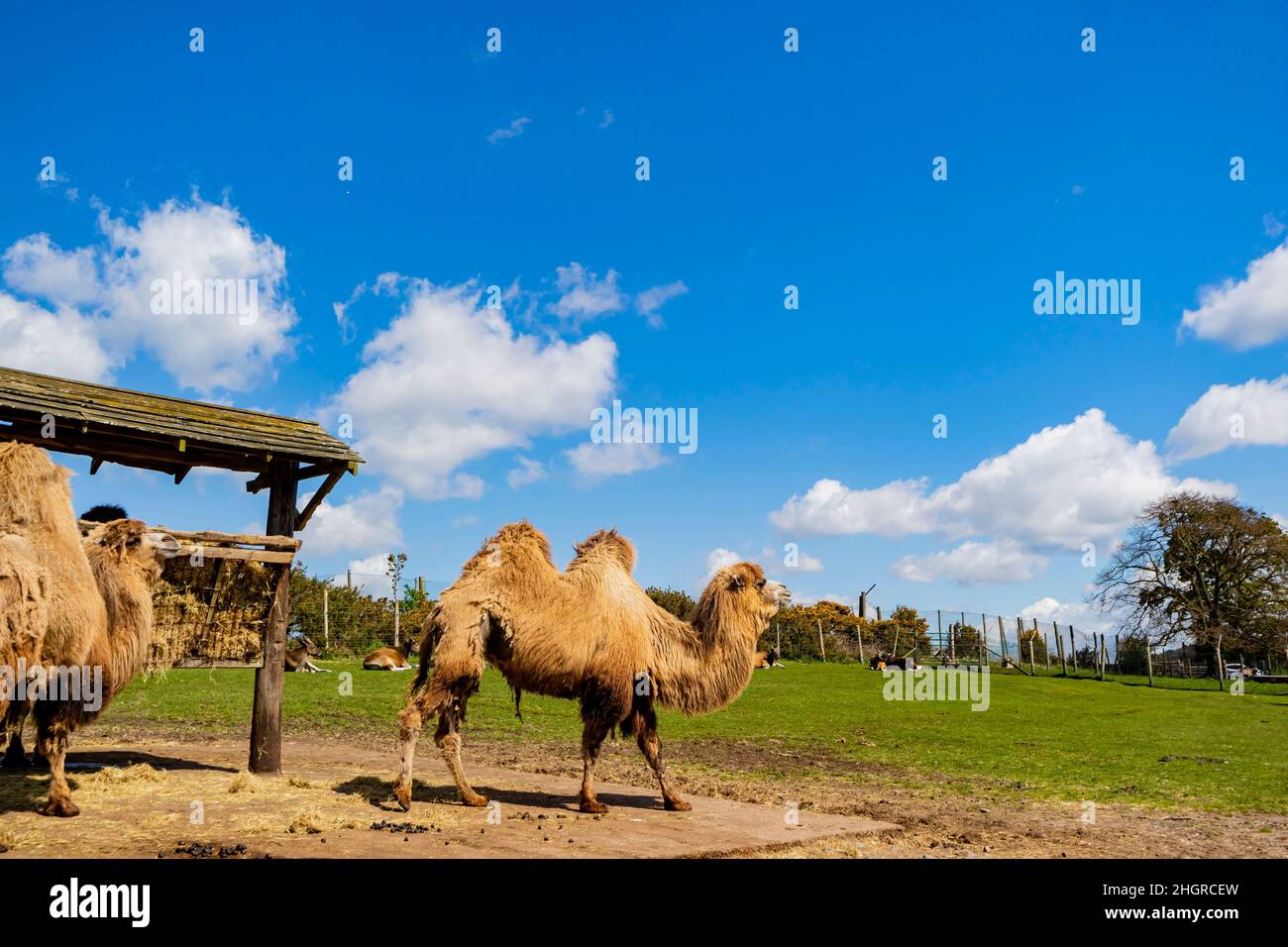 Nahaufnahme des süßen baktrischen Kamels im West Midland Safari Park in Großbritannien Stockfoto