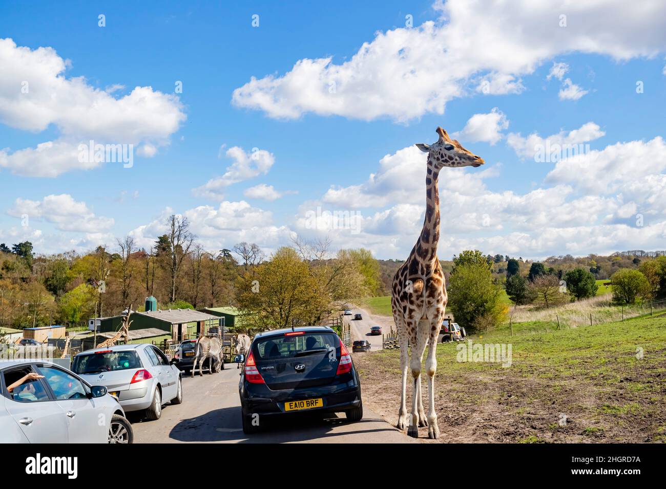 Spring Grove, APR 23 2016 - Nahaufnahme der Giraffe beim Spaziergang im wunderschönen West Midland Safari Park Stockfoto