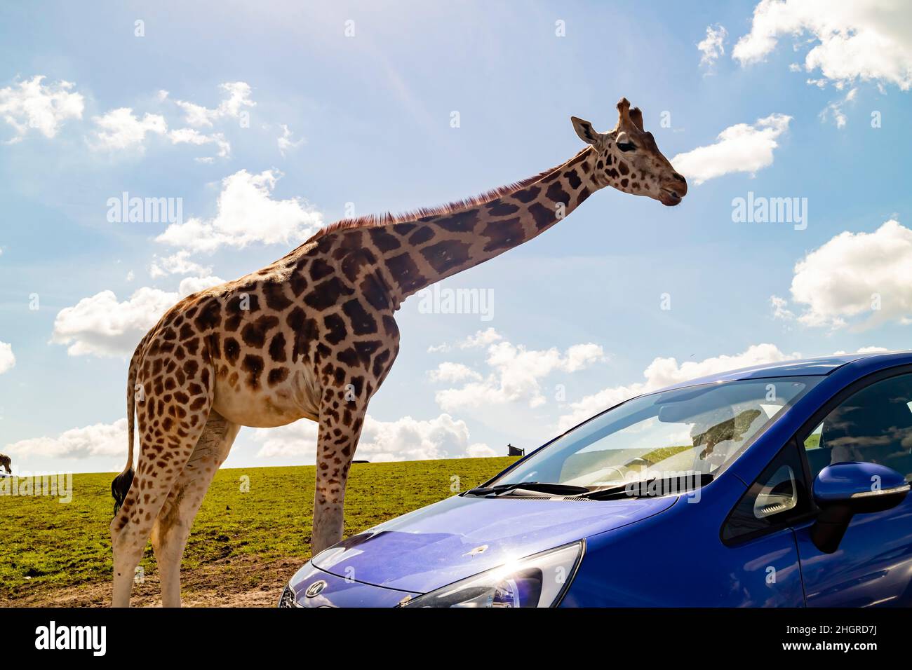 Nahaufnahme der Giraffe beim Spaziergang im wunderschönen West Midland Safari Park in Spring Grove, Großbritannien Stockfoto