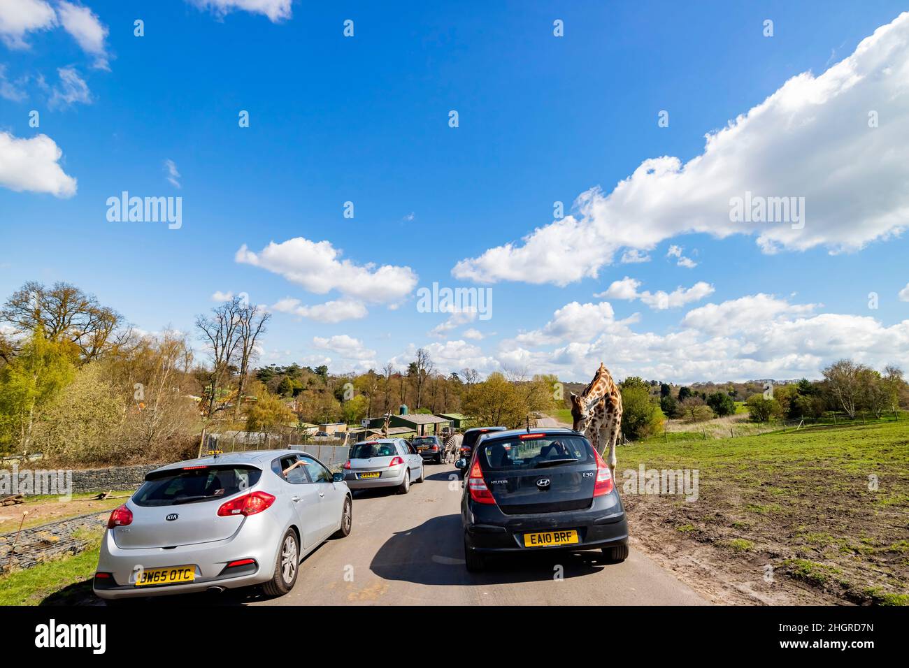 Spring Grove, APR 23 2016 - Nahaufnahme der Giraffe beim Spaziergang im wunderschönen West Midland Safari Park Stockfoto