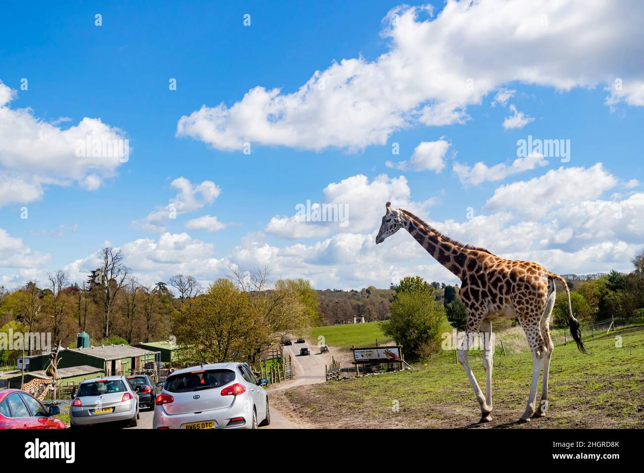 Spring Grove, APR 23 2016 - Nahaufnahme der Giraffe beim Spaziergang im wunderschönen West Midland Safari Park Stockfoto
