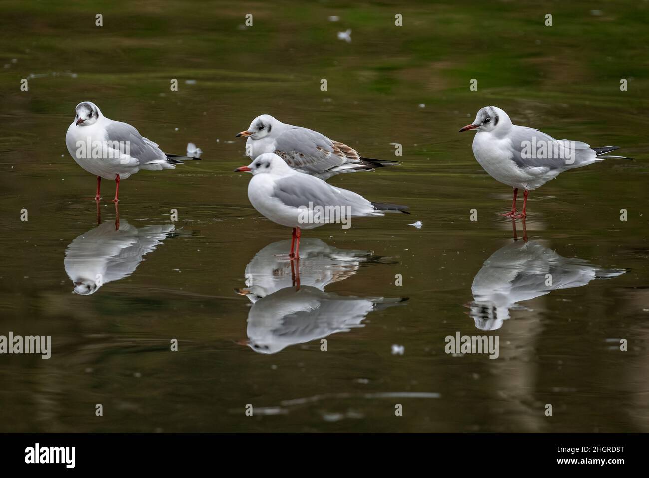 Gruppe von Terns, die auf gefrorener Seenoberfläche mit Spiegelbild-Reflexionen stehen Stockfoto