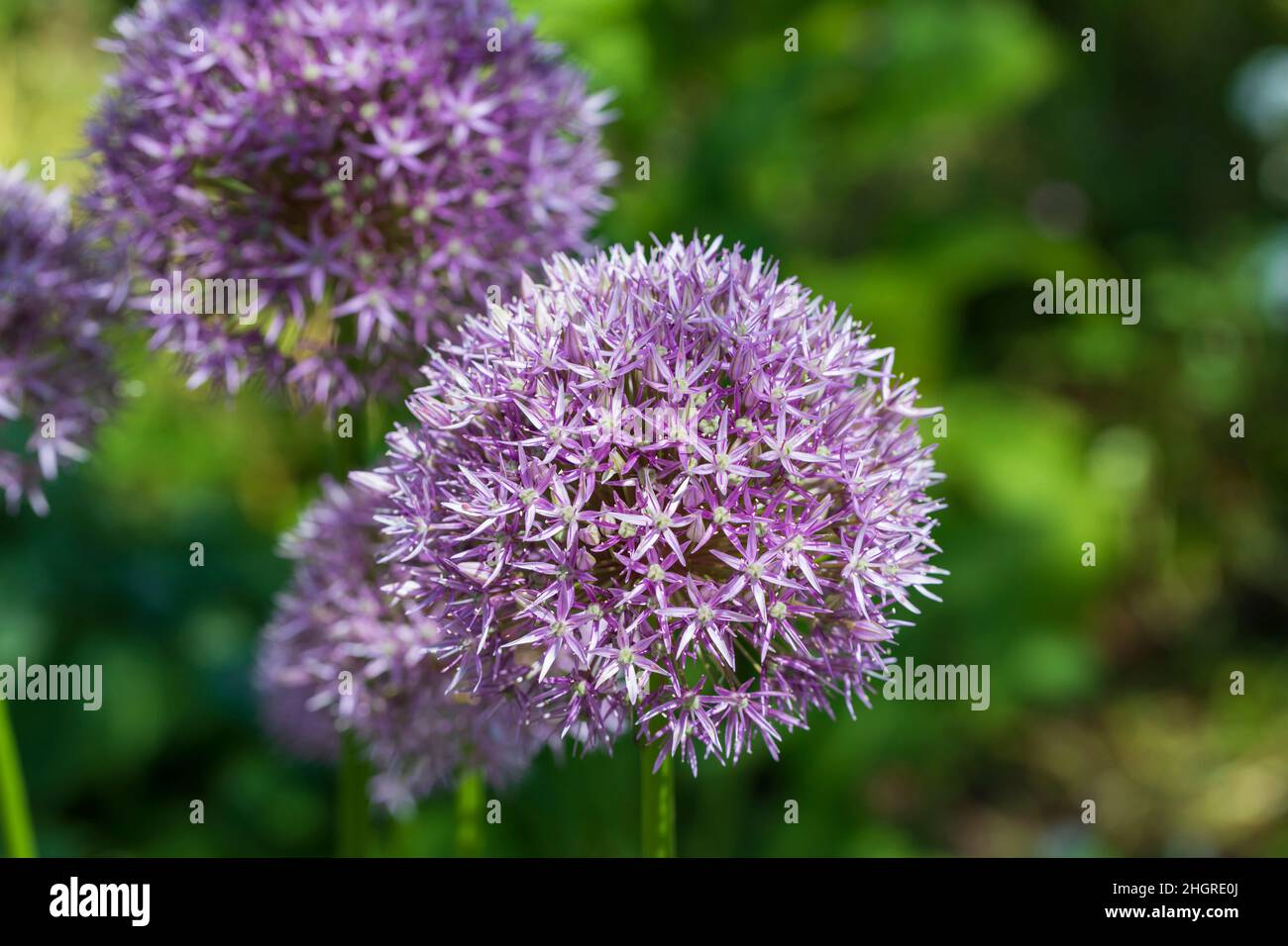 Ungarischer Globendiebe (Echinops Bannaticus) Stockfoto