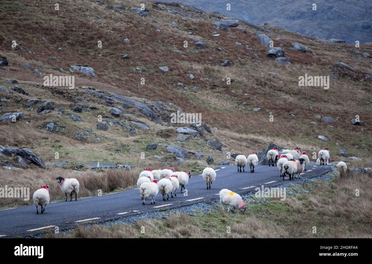 Healy Pass, Cork, Irland. 22nd. Januar 2022. Bergschafe wandern auf der Straße im Healy Pass, Co. Cork, Irland. - Credit; David Creedon / Alamy Live News Stockfoto