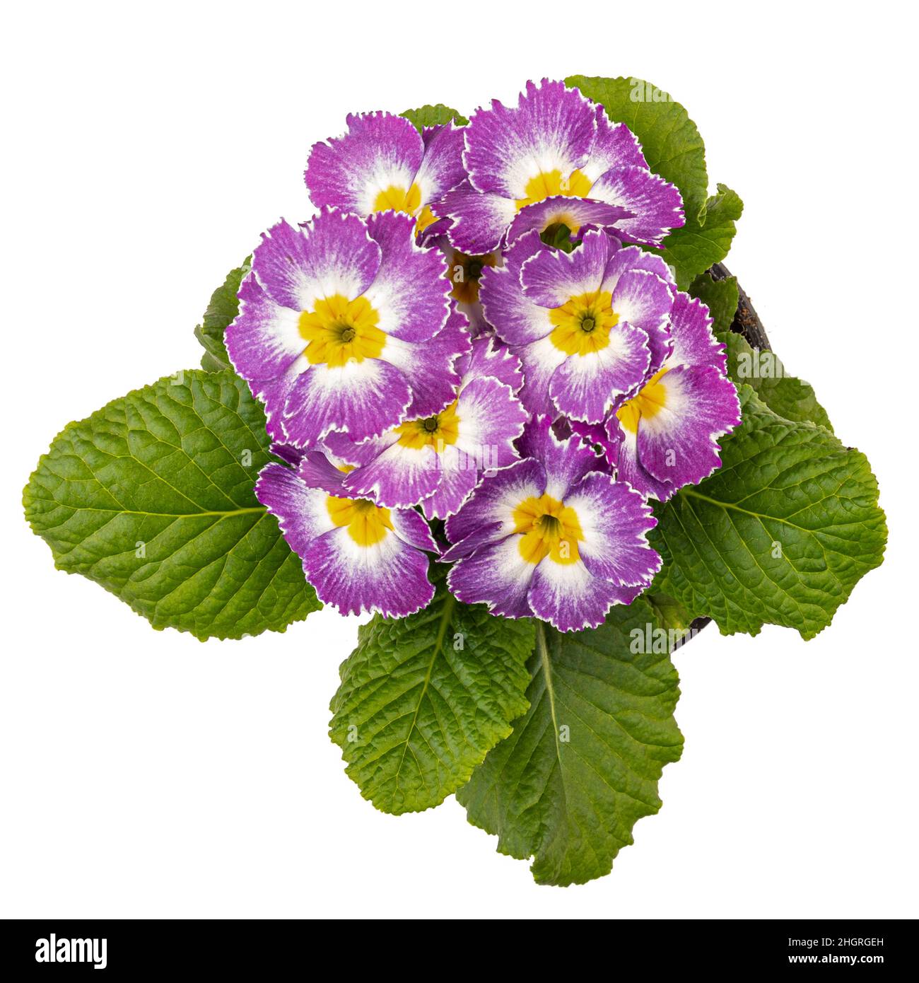 Draufsicht auf hellrosa primula isoliert auf weißem Hintergrund Stockfoto