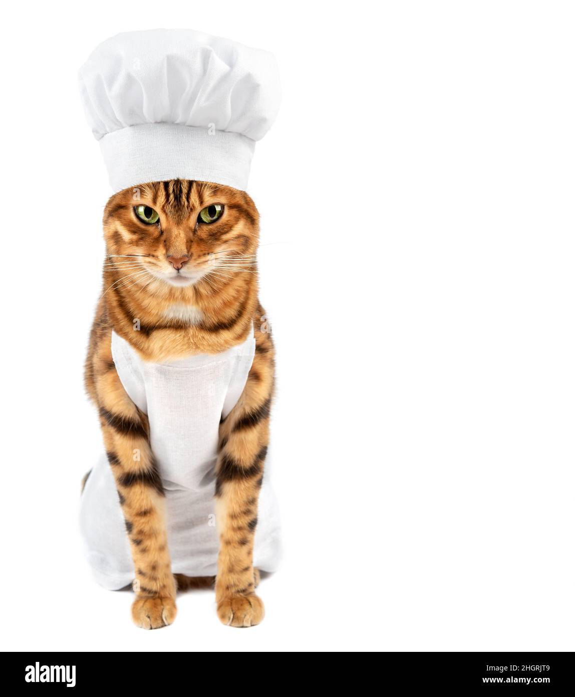 Entzückende Kochkatze mit Schürze und Kochmütze, Kopierraum Stockfoto