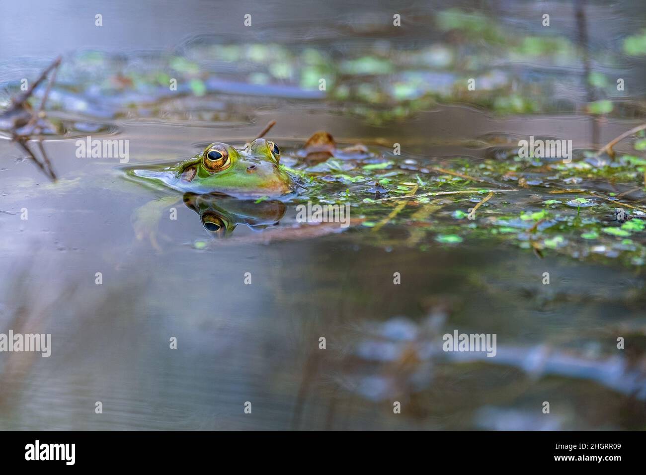 Ein Sumpffrosch schwimmt im Wasser. Nur seine großen Augen sind sichtbar. Weißrussland Stockfoto