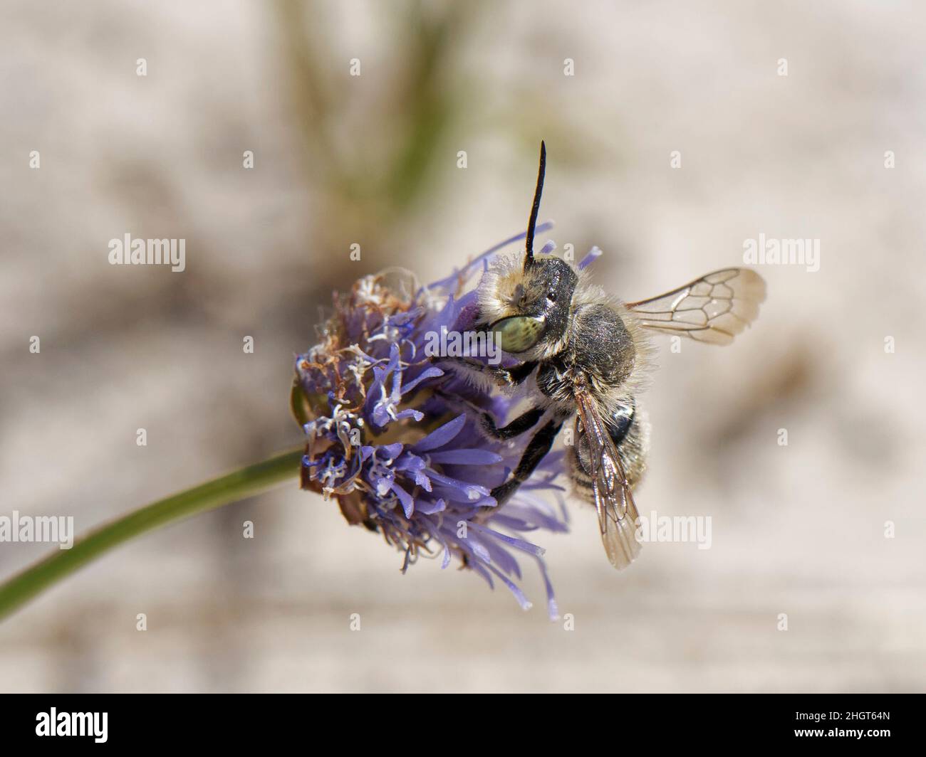 Silbrige Biene (Megachile Leachella) Weibchen, die Pollen von Schafsbissen (Jasione montana) in Küstensanddünen, Dorset, Großbritannien, sammeln. Stockfoto