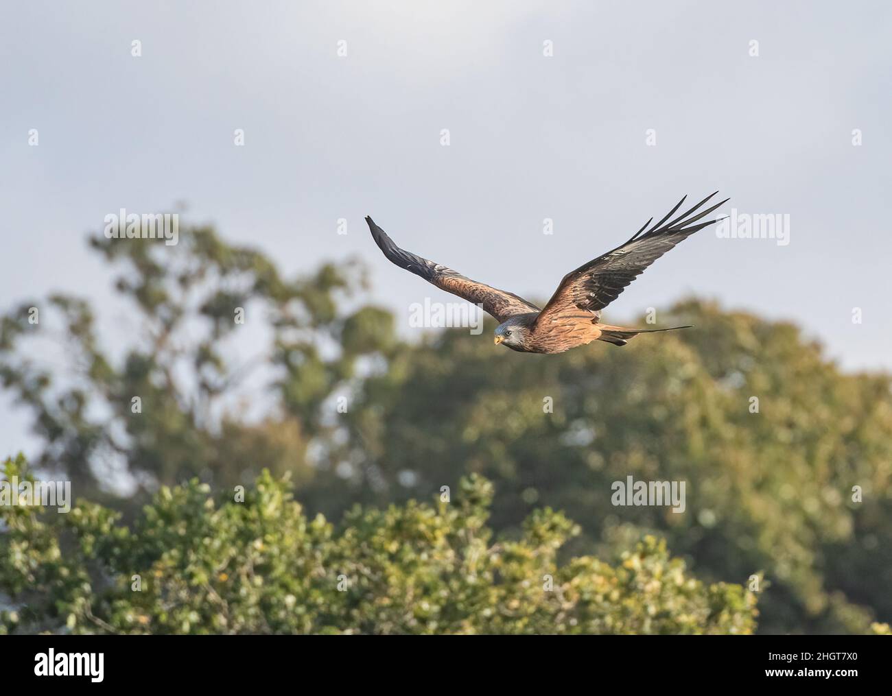 Nahaufnahme eines farbenfrohen Roten Drachen (Milvus milvus) im Flug über den lokalen Wald. Zurück vom Rande des Aussterbens in Großbritannien gebracht. Suffolk Stockfoto
