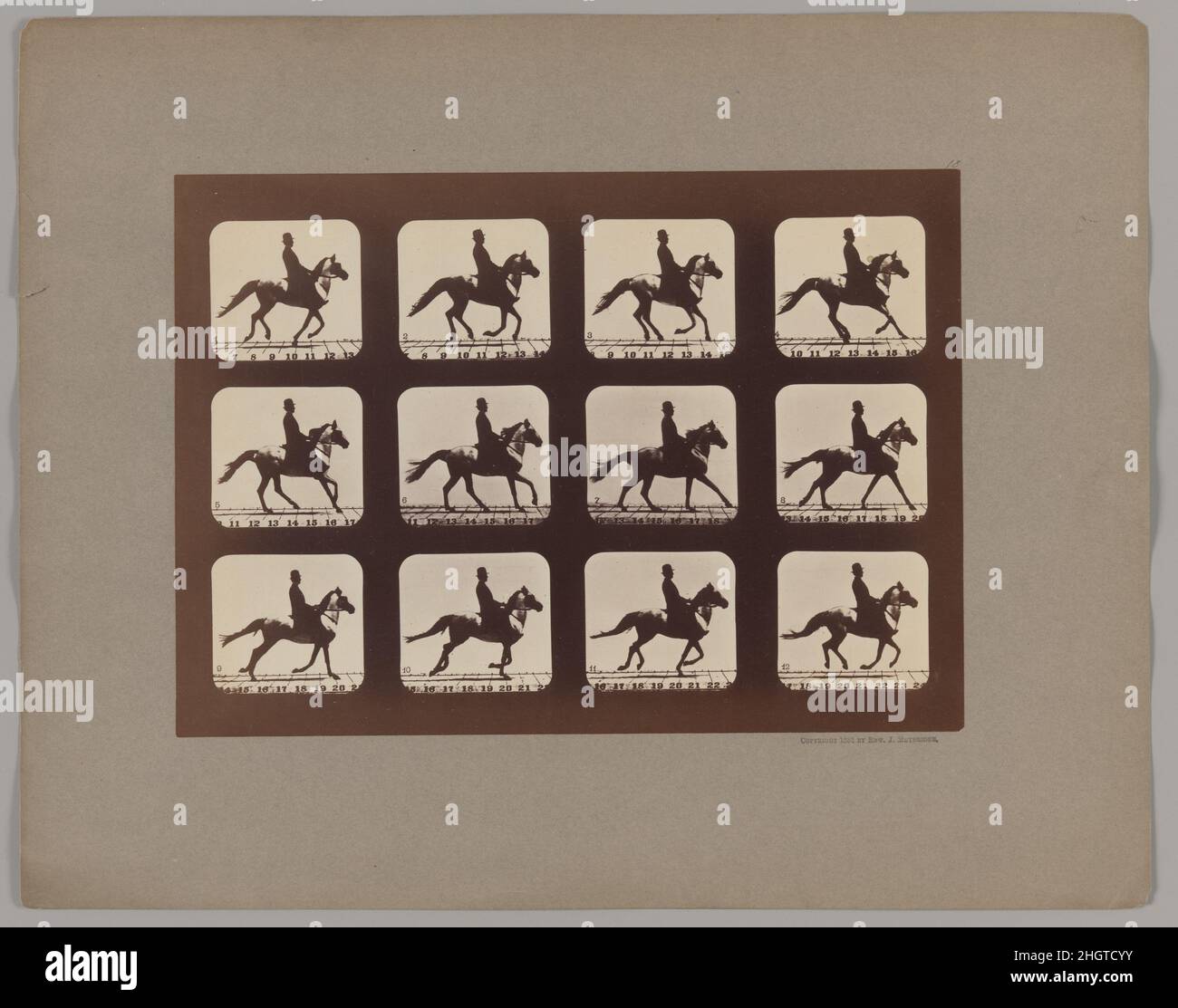 Attitudes of Animals in Motion 1879, gedruckt 1881 Eadweard Muybridge 1872 bat Leland Stanford, ehemaliger Gouverneur von Kalifornien und Präsident der Central Pacific Railroad, Eadweard Muybridge, ein Pferd zu fotografieren, das mit voller Geschwindigkeit galoppiert. Diese einfache Aufforderung, die Stanford’s Theorie bestätigen sollte, dass alle Füße des Pferdes zu einem bestimmten Zeitpunkt während seines Laufs gleichzeitig vom Boden lagen, brachte Muybridge auf eine lebenslange Suche nach Aufnahmen von Tieren in Bewegung. Er entwickelte eine geniale Methode der Stop-Action-Fotografie: Eine Batterie von 24 Kameras, die entweder in zeitgesteuerten Intervallen ausgelöst wurden Stockfoto Attitudes of Animals in Motion 1879, gedruckt 1881 Eadweard Muybridge 1872 bat Leland Stanford, ehemaliger Gouverneur von Kalifornien und Präsident der Central Pacific Railroad, Eadweard Muybridge, ein Pferd zu fotografieren, das mit voller Geschwindigkeit galoppiert. Diese einfache Aufforderung, die Stanford’s Theorie bestätigen sollte, dass alle Füße des Pferdes zu einem bestimmten Zeitpunkt während seines Laufs gleichzeitig vom Boden lagen, brachte Muybridge auf eine lebenslange Suche nach Aufnahmen von Tieren in Bewegung. Er entwickelte eine geniale Methode der Stop-Action-Fotografie: Eine Batterie von 24 Kameras, die entweder in zeitgesteuerten Intervallen ausgelöst wurden Stockfoto