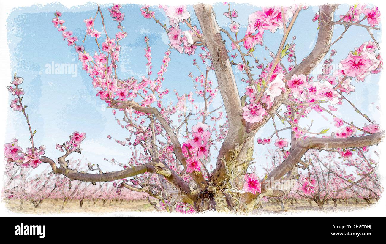 Pfirsichblütenfeld in digitalem Aquarell mit rosa Farben Stockfoto