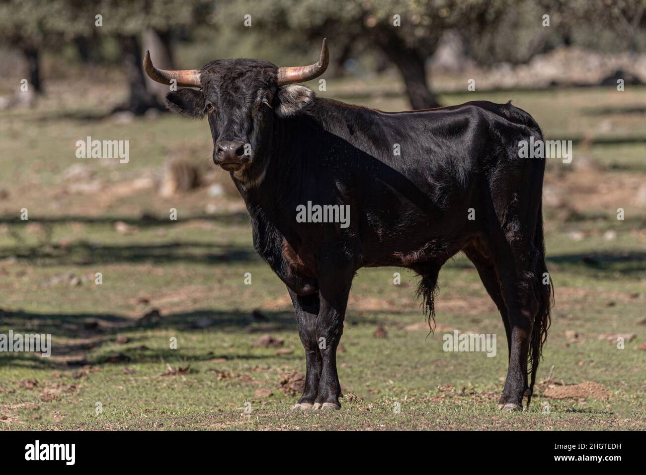 Stier, Eral und Utrero mit schwarzem Mantel, der beim Betrachten der Kamera posiert Stockfoto