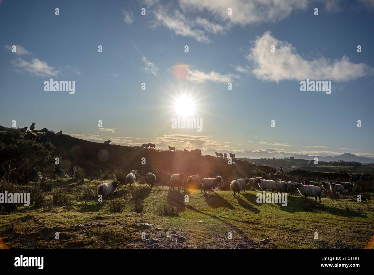 Weidende Schafe in Irland. Die niedrige Morgensonne scheint auf die Landschaft des Ofens in der Grafschaft Mayo Stockfoto